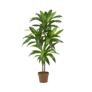 Piante tattili reali(al coperto&all\'aperto)